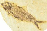 Plate With Two Fossil Fish (Diplomystus & Knightia) - Wyoming #367500-1